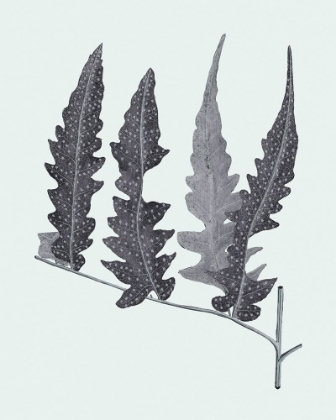 Picture of ANTIQUE SILVER FERNS III