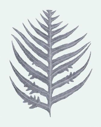 Picture of ANTIQUE SILVER FERNS IV