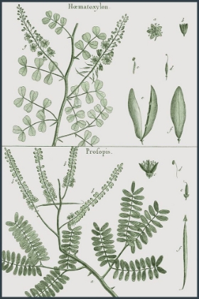 Picture of ANTIQUE FERNS REVIVAL II