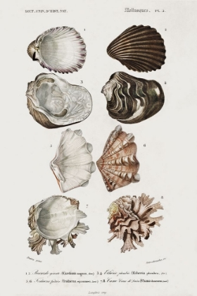 Picture of DORBIGNY SHELL ARRAY I