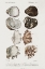 Picture of DORBIGNY SHELL ARRAY I