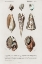 Picture of DORBIGNY SHELL ARRAY II