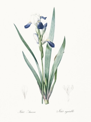 Picture of DELICATE IRIS II