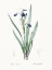 Picture of DELICATE IRIS II