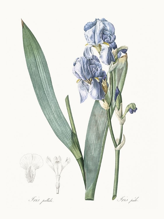 Picture of DELICATE IRIS III