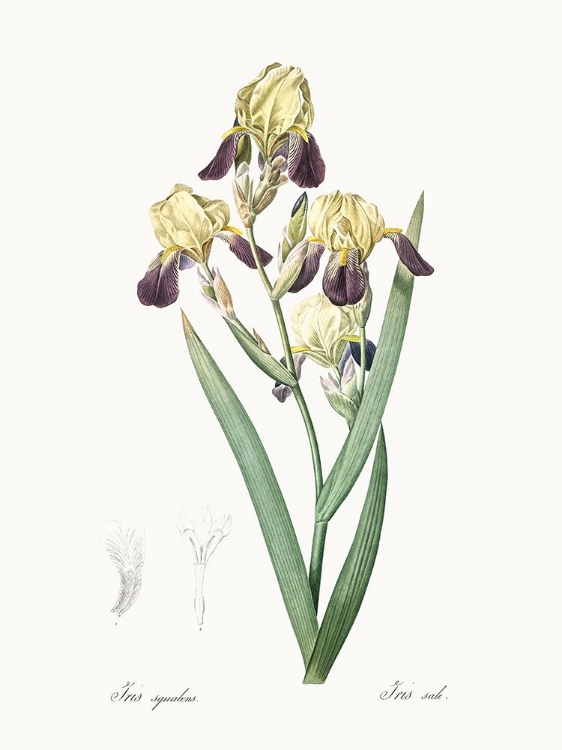 Picture of DELICATE IRIS IV