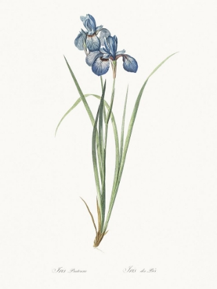 Picture of DELICATE IRIS VII