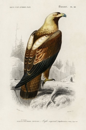 Picture of DORBIGNY RAPTOR I