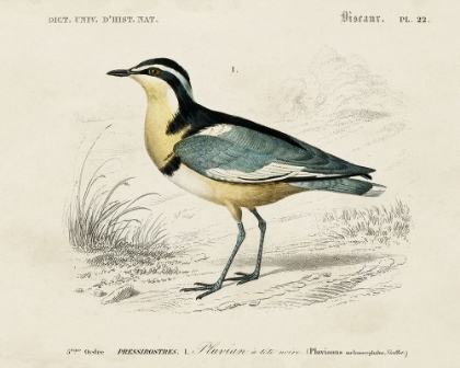 Picture of DORBIGNY SEABIRD I