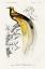 Picture of DORBIGNY EXOTIC BIRD I