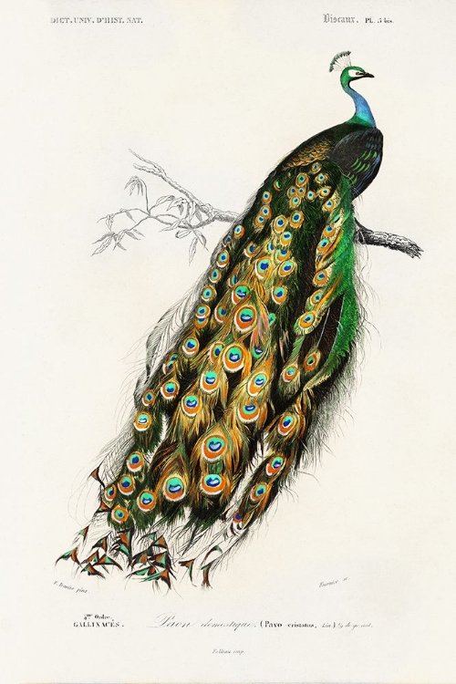 Picture of DORBIGNY EXOTIC BIRD II