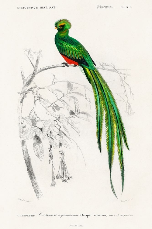 Picture of DORBIGNY EXOTIC BIRD III