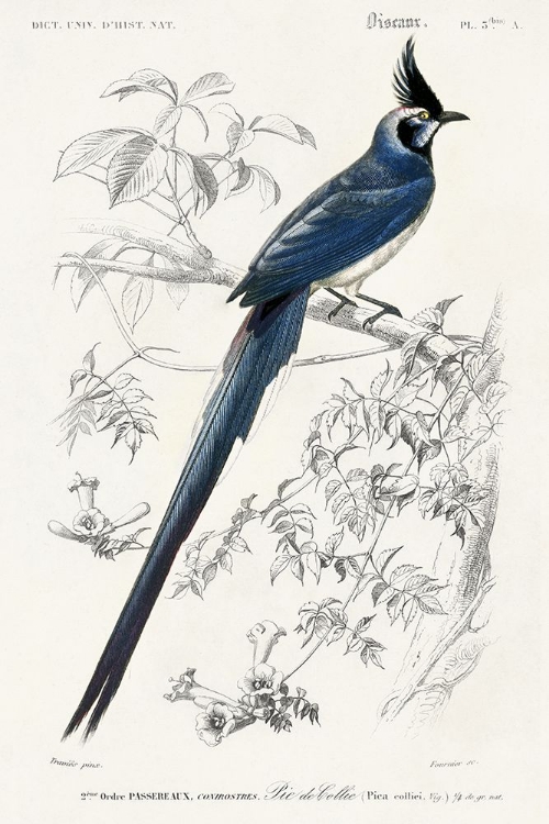 Picture of DORBIGNY EXOTIC BIRD IV