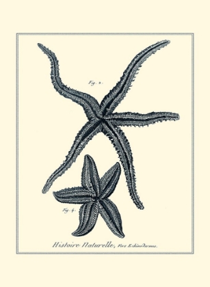 Picture of INDIGO STARFISH II