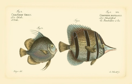 Picture of BLOCH ANTIQUE FISH III