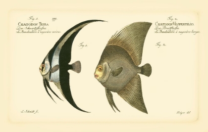 Picture of BLOCH ANTIQUE FISH IV