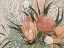 Picture of FLORAL BLUSH II