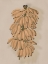 Picture of PLATANO II CLAY
