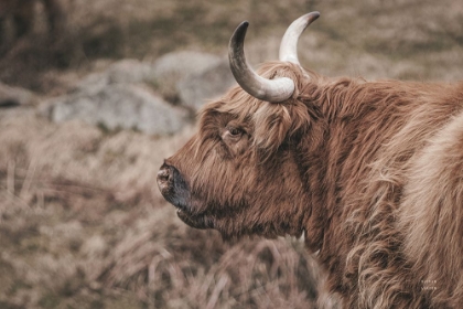 Picture of HIGHLAND COW ON WATCH FADED