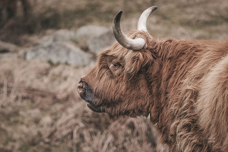 Picture of HIGHLAND COW ON WATCH FADED