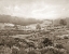 Picture of FIELD OF FLOWERS SEPIA