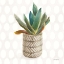 Picture of DESERT GREENHOUSE XIII SQ