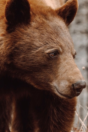 Picture of BEAR PROFILE I