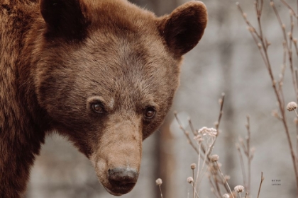 Picture of BEAR PROFILE II