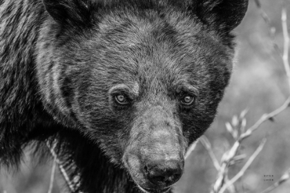 Picture of BEAR PORTRAIT BW
