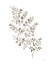 Picture of MAIDENHAIR FERN KHAKI