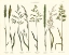 Picture of HERBAL BOTANICAL VII IVORY