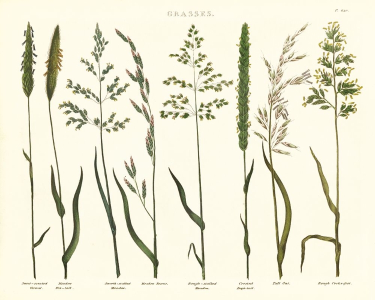 Picture of HERBAL BOTANICAL VII IVORY