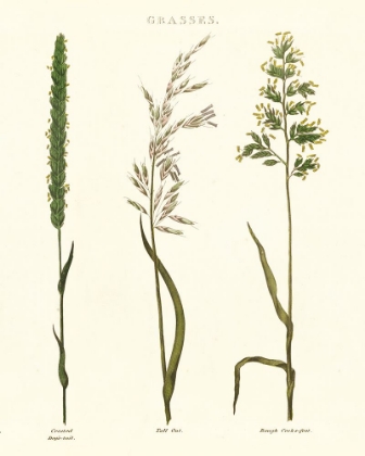 Picture of HERBAL BOTANICAL STUDY II IVORY