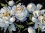 Picture of PEONY SEASON II