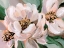 Picture of BLUSH PEONIES