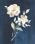 Picture of WHITE FLORALS OF SUMMER IV