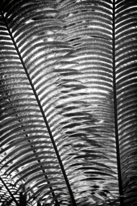 Picture of SUNLIT PALMS I