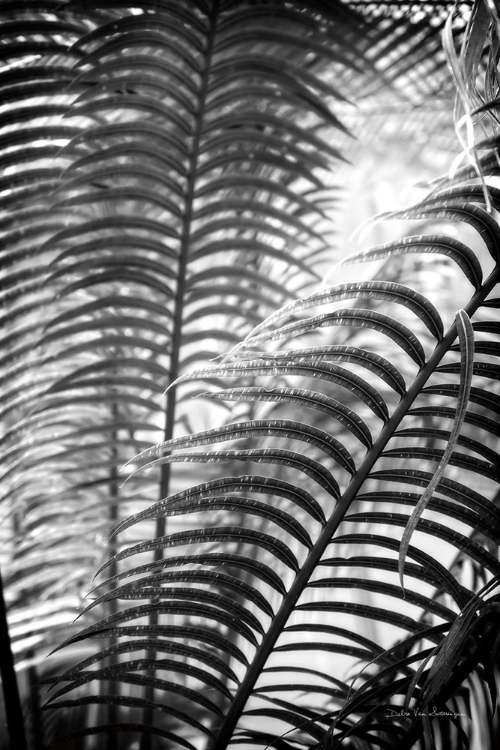 Picture of SUNLIT PALMS II