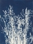 Picture of ORNAMENTAL GRASS I
