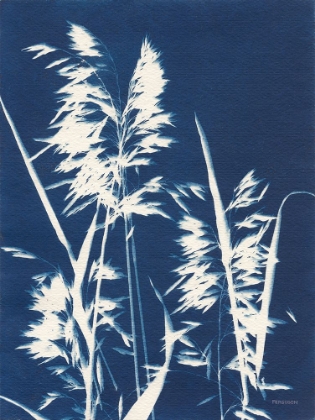 Picture of ORNAMENTAL GRASS VI