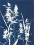 Picture of ORNAMENTAL GRASS VI
