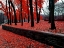 Picture of SILENT NATURE