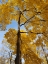 Picture of SILENT NATURE 1