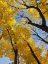 Picture of SILENT NATURE 2