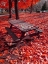 Picture of SILENT NATURE 7