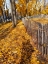 Picture of SILENT NATURE 10