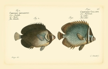 Picture of BLOCH ANTIQUE FISH V