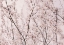 Picture of SPRING BLOSSOMS