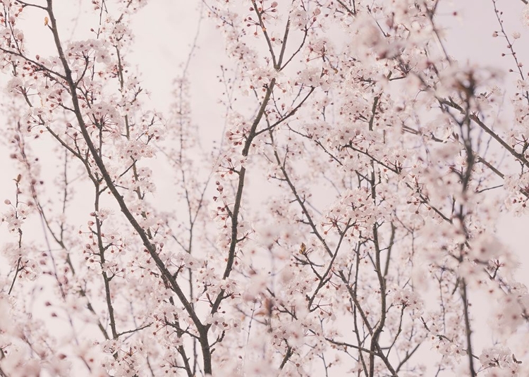 Picture of SPRING BLOSSOMS