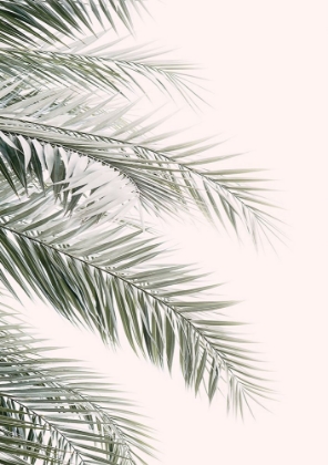 Picture of BLUSH PALM LEAVES